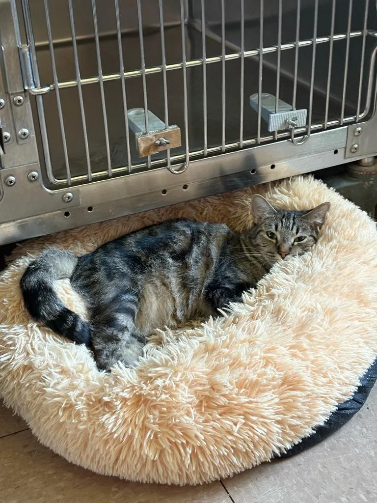 A young medium-sized female Domestic Short Hair cat named Nikea for adoption in Marianna, FL