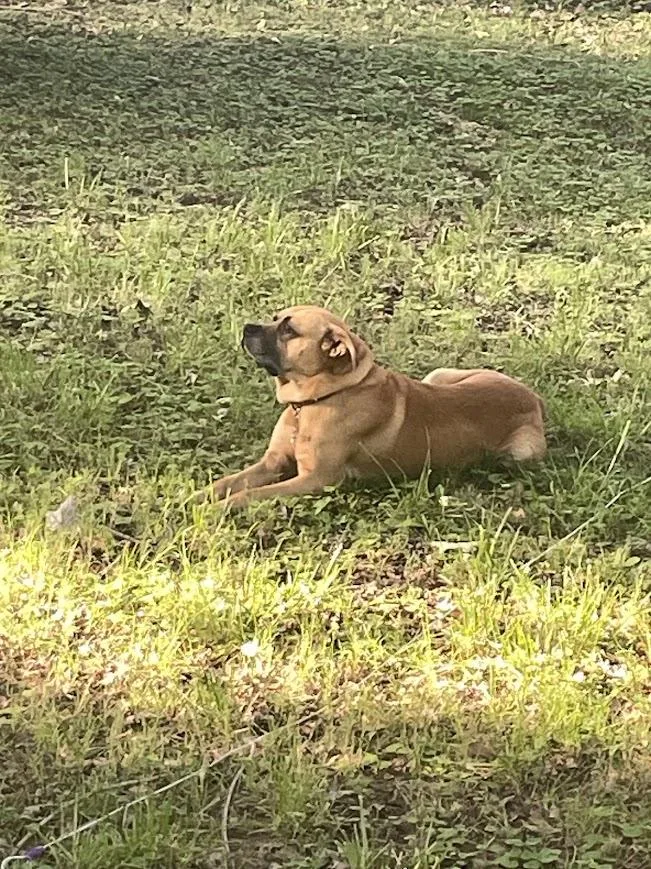 An adult large-sized male Yellow / Tan / Blond / Fawn Boxer dog named Franklin for adoption in Andover, MA