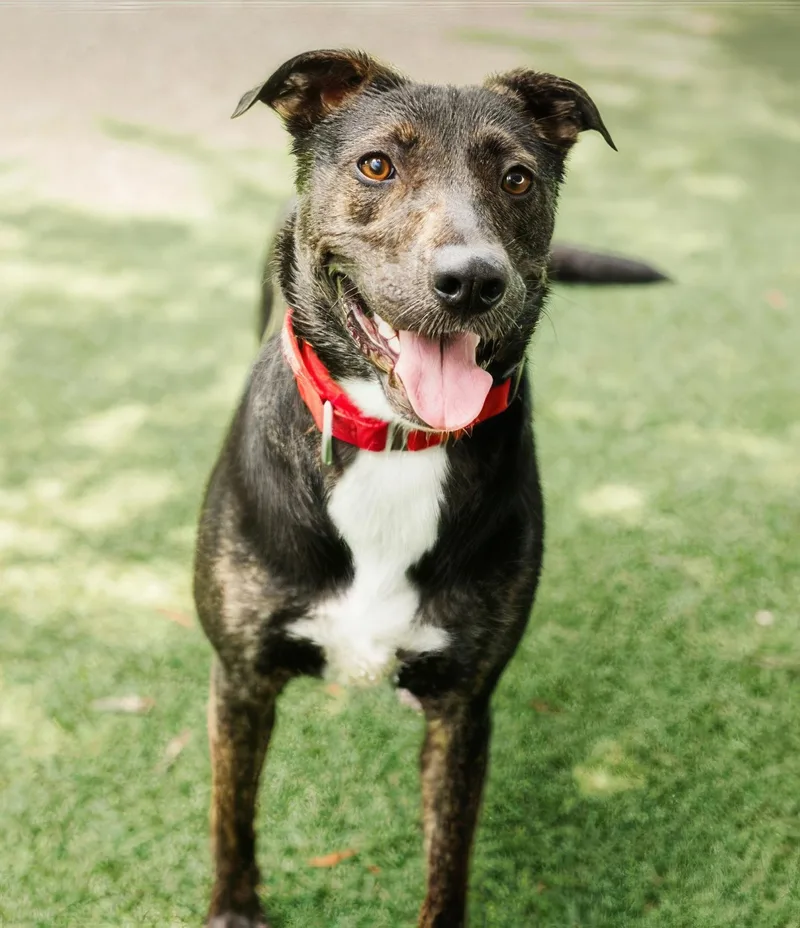 An adult medium-sized female Brown / Chocolate Mixed Breed dog named Cayenne for adoption in Nashville, TN