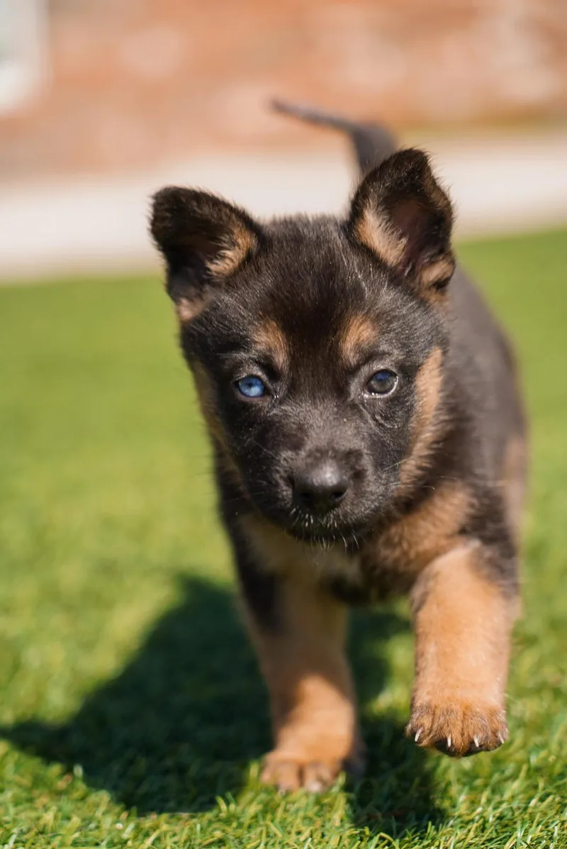 A baby large-sized female Bicolor German Shepherd Dog dog named Dawn for adoption in Los Angeles, CA