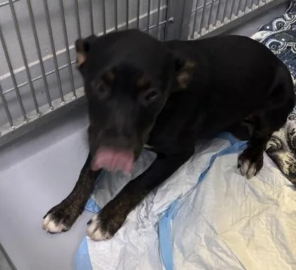 A baby large-sized male Mixed Breed dog named Peeta Chewbert for adoption in Cumming, GA