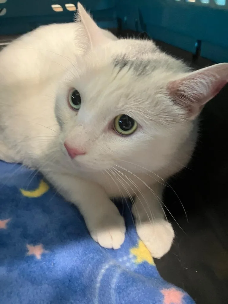 A young large-sized male Domestic Short Hair cat named Ozi for adoption in Lunenburg, MA