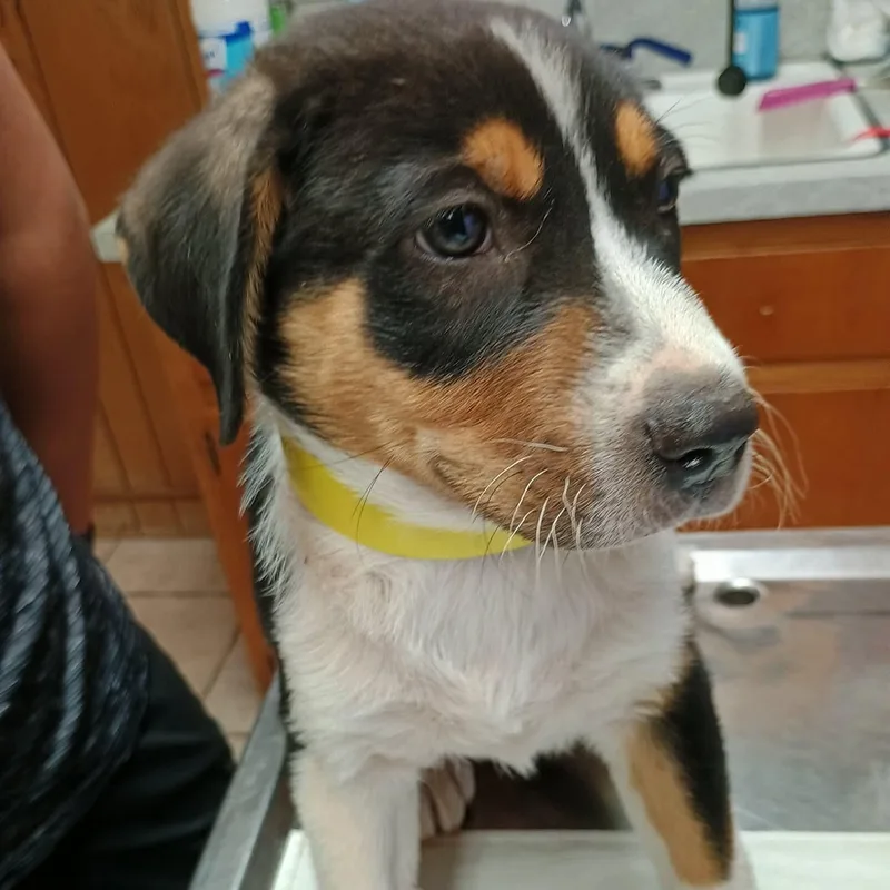 A baby large-sized male Tricolor (Brown, Black, & White) Australian Shepherd dog named Shez for adoption in Amarillo, TX