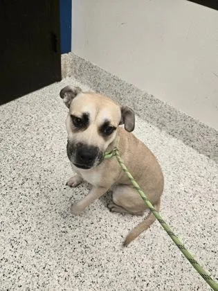 An adult medium-sized female Terrier dog named Shayla for adoption in Atlanta, GA