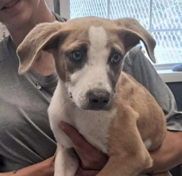 A baby medium-sized male Pit Bull Terrier dog named Peggy for adoption in Hollister, MO