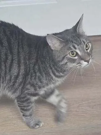 A young medium-sized male Domestic Short Hair cat named Ray Ray for adoption in Hudson, NH