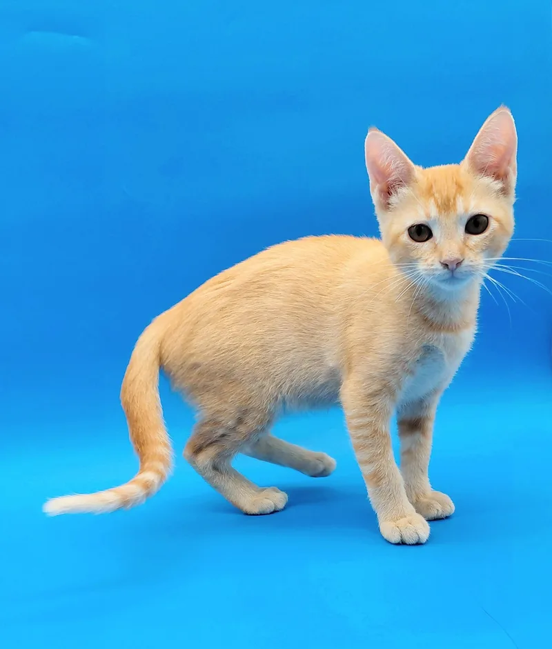 A baby medium-sized female Orange / Red Domestic Short Hair cat named Cheristin for adoption in Springfield, MO