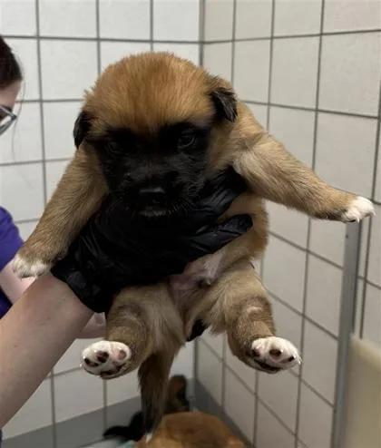 A baby small-sized male Shepherd dog named Puppy for adoption in El Paso, TX