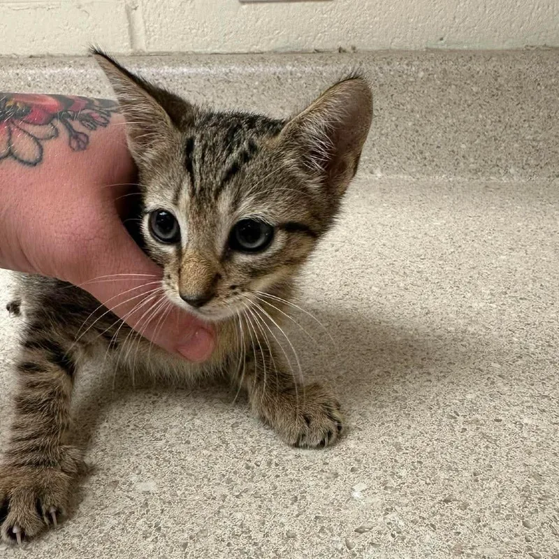A baby small-sized female Brown / Chocolate Domestic Short Hair cat named Twix for adoption in Bastrop, TX