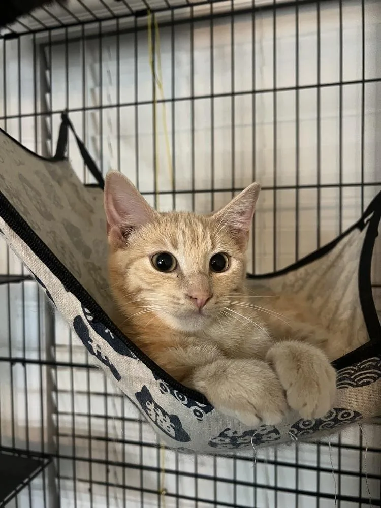 A baby small-sized male Domestic Short Hair cat named Biscuit for adoption in Plumerville, AR