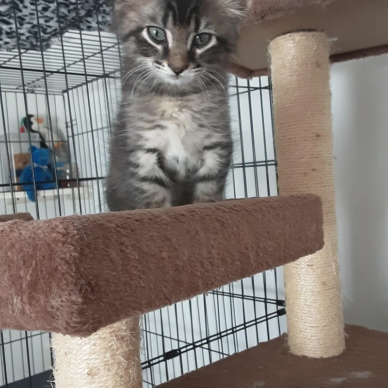 A baby small-sized male Black Domestic Medium Hair cat named Mr. Coleman for adoption in Aylett, VA