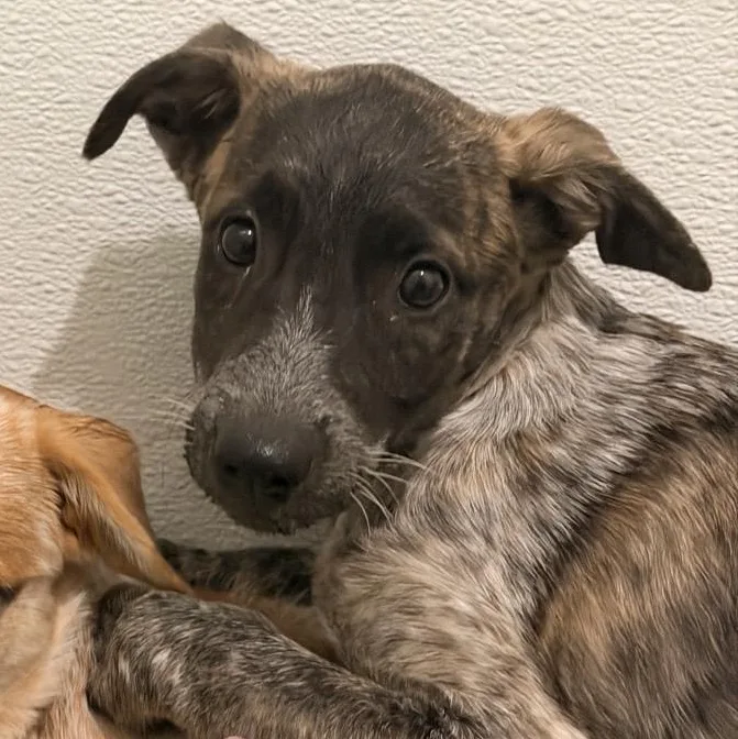 A baby medium-sized female Australian Cattle Dog / Blue Heeler dog named Meadow for adoption in Mansfield, TX
