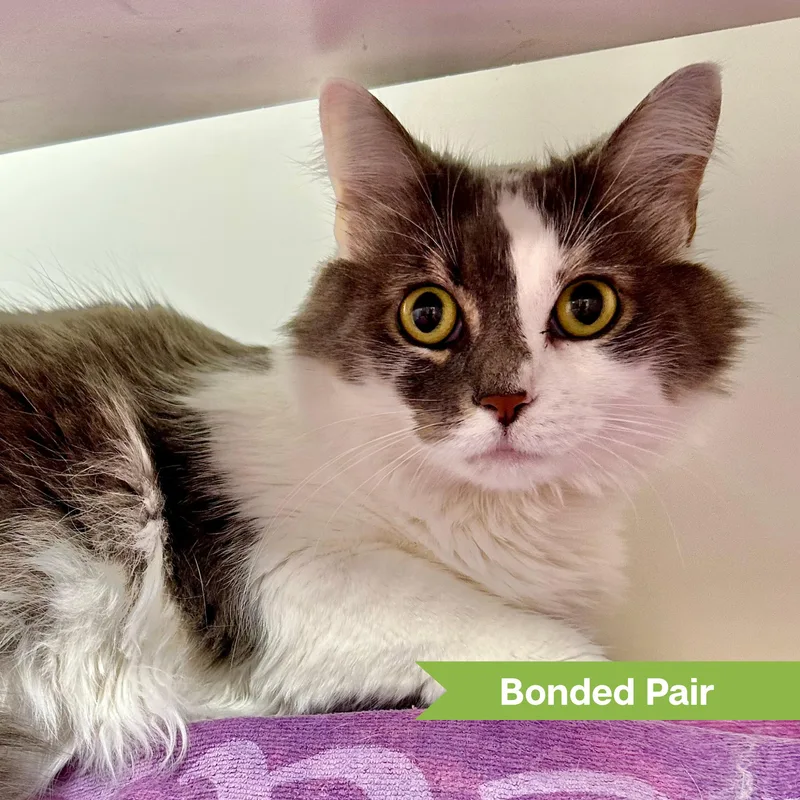 An adult medium-sized female Gray & White Domestic Medium Hair cat named Gemini for adoption in Reisterstown, MD