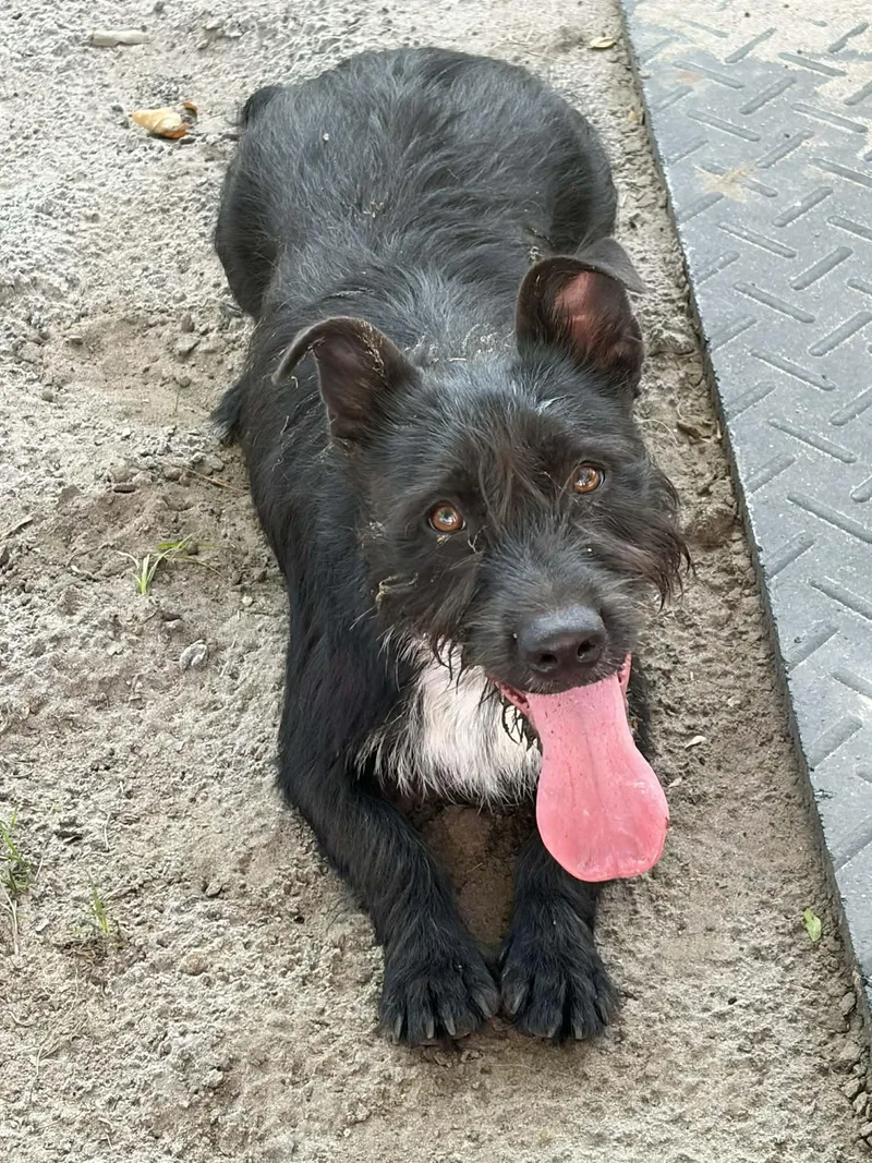 Tex