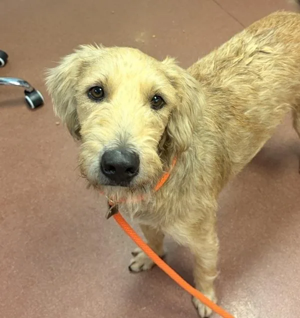 An adult large-sized male Airedale Terrier dog named Toby for adoption in Dublin, CA