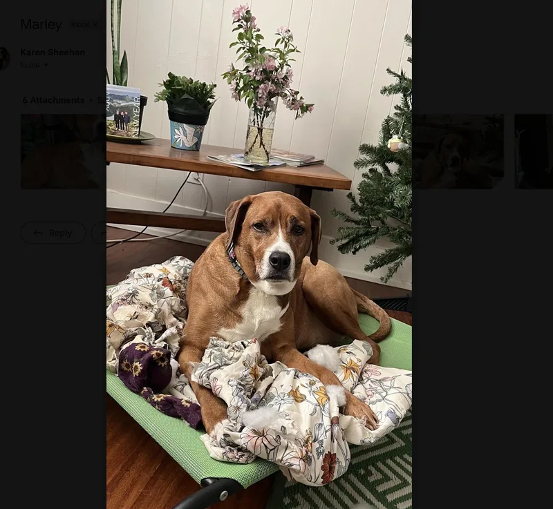An adult large-sized female Hound dog named Marley for adoption in Uxbridge, MA