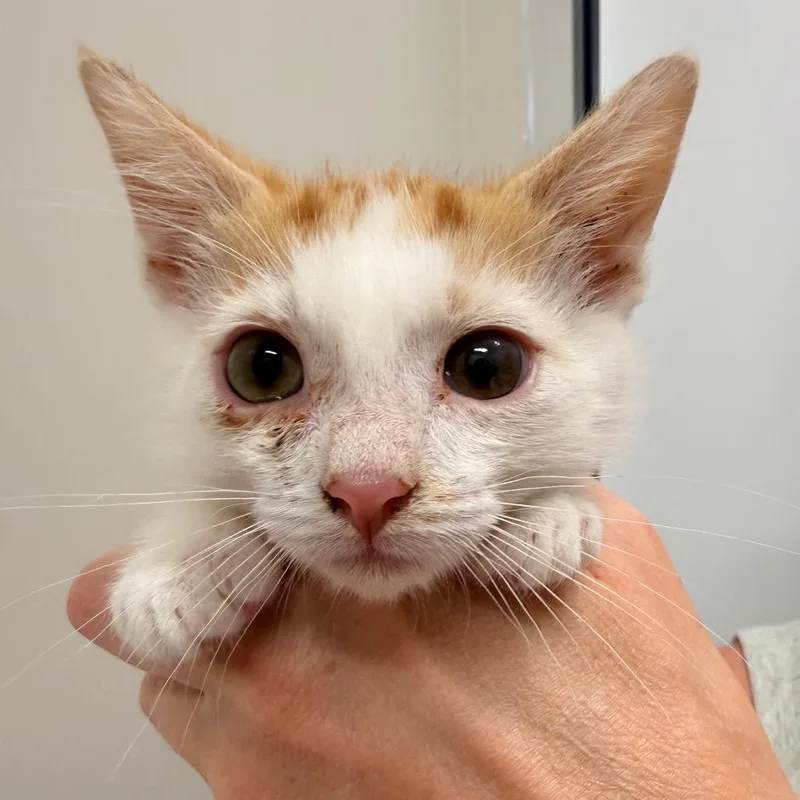 A baby small-sized male Orange / Red Domestic Short Hair cat named Little Bug for adoption in Chattanooga, TN