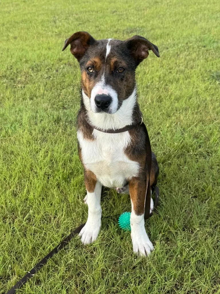 A baby large-sized male Catahoula Leopard Dog dog named Lucas for adoption in Ovilla, TX