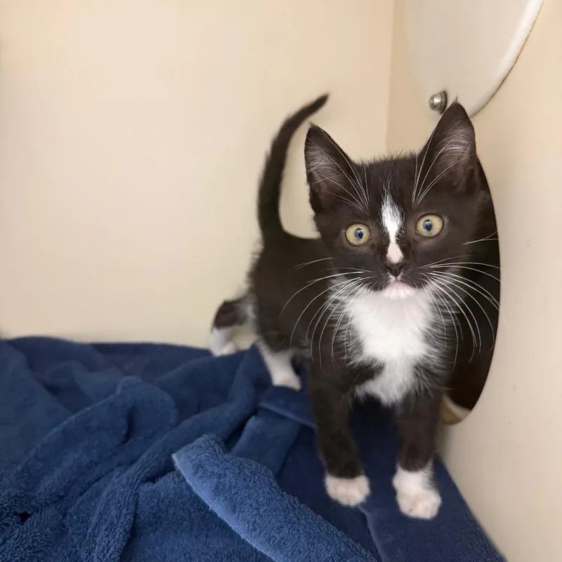 A baby small-sized male Black Domestic Short Hair cat named Wizard for adoption in Bradenton, FL