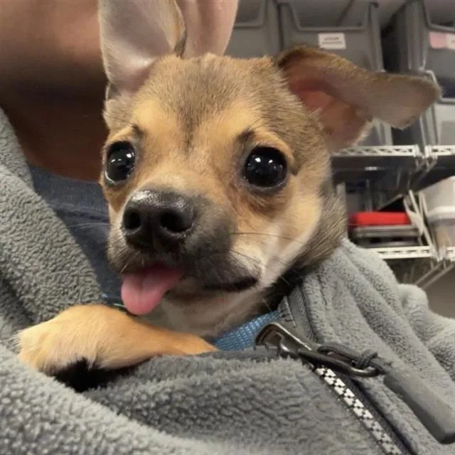 A baby small-sized male Chihuahua dog named Quentin Tyrone for adoption in San Antonio, TX