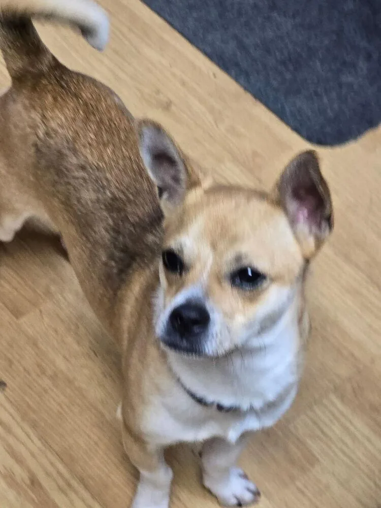 An adult small-sized male Chihuahua dog named Marty for adoption in Scranton, PA