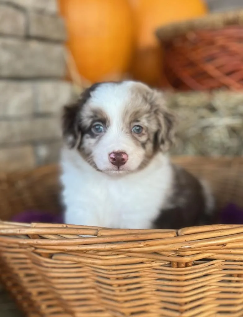 A baby small-sized male Miniature Poodle dog named Cortado for adoption in Belmont, NY