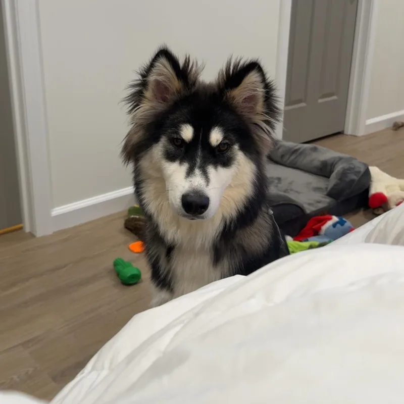 Pongo