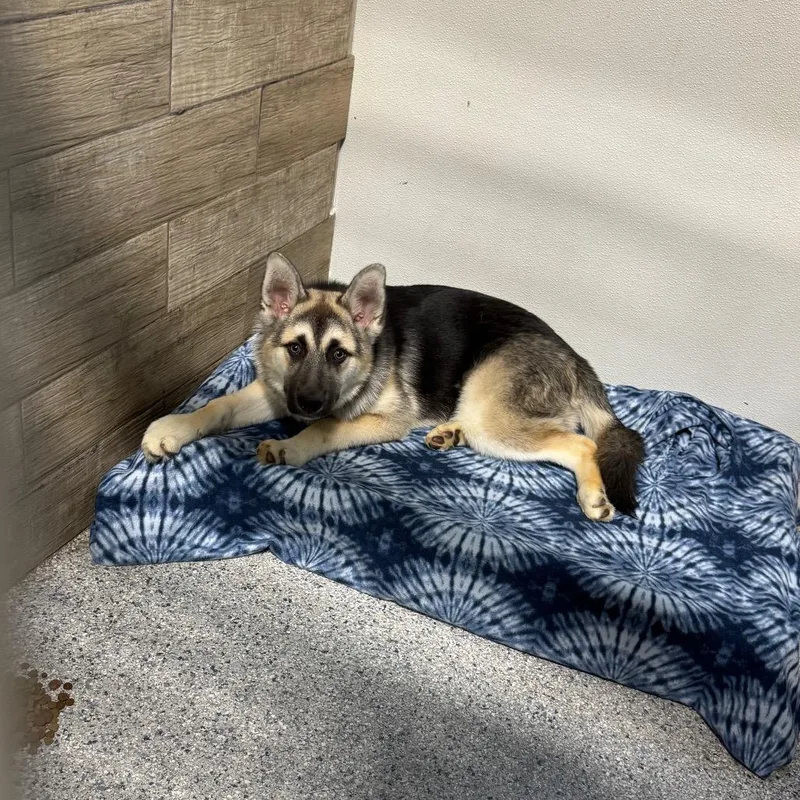 A baby medium-sized male Brown / Chocolate German Shepherd Dog dog named Goose for adoption in Newberg, OR