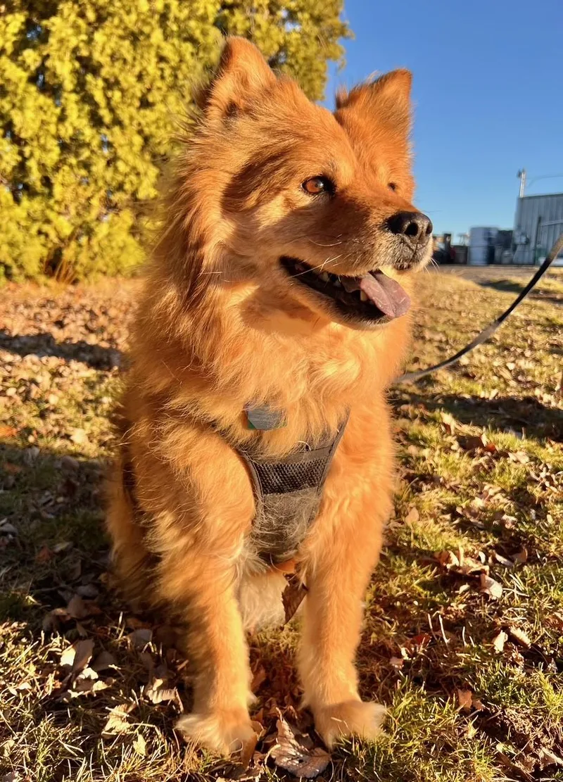 Sable
