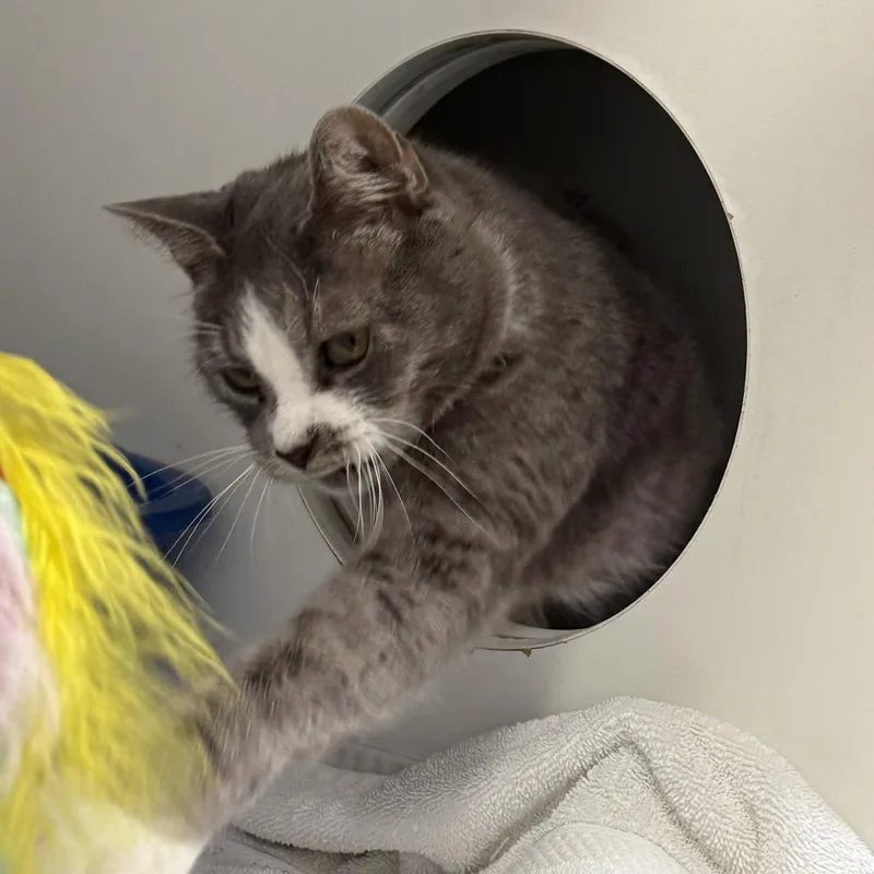A senior medium-sized male Gray / Blue / Silver Domestic Short Hair cat named Felix for adoption in Philadelphia, PA