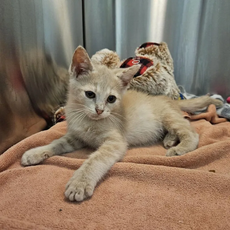 A baby small-sized male Buff / Tan / Fawn Domestic Short Hair cat named Zizzle for adoption in Austin, TX
