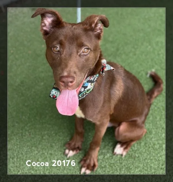 Cocoa