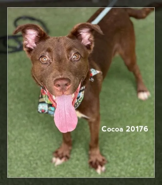 Cocoa thumbnail 2