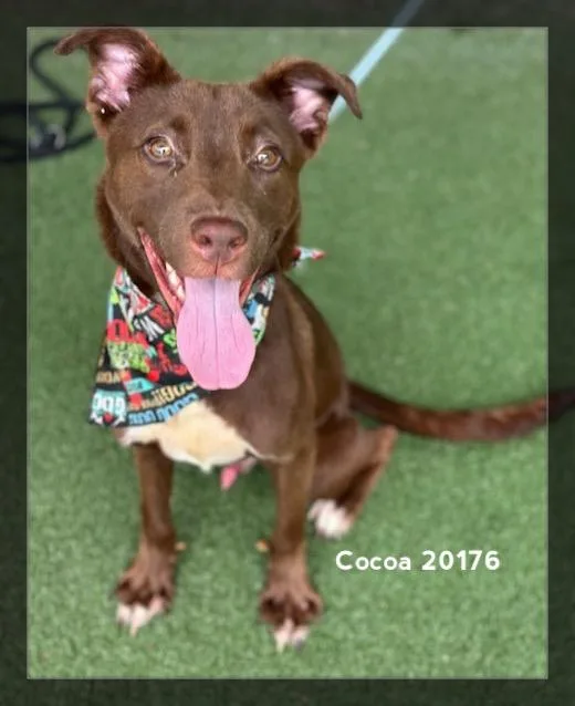 Cocoa thumbnail 3