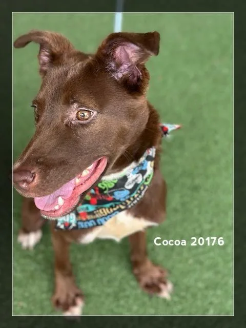 Cocoa thumbnail 4