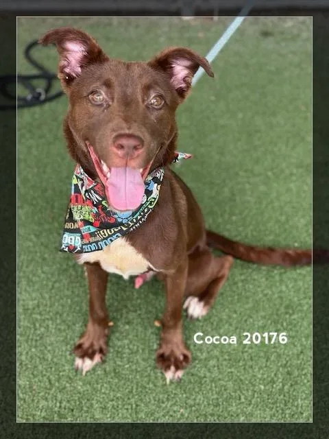 Cocoa thumbnail 5