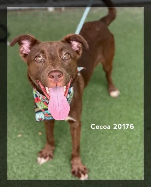 Cocoa thumbnail 6