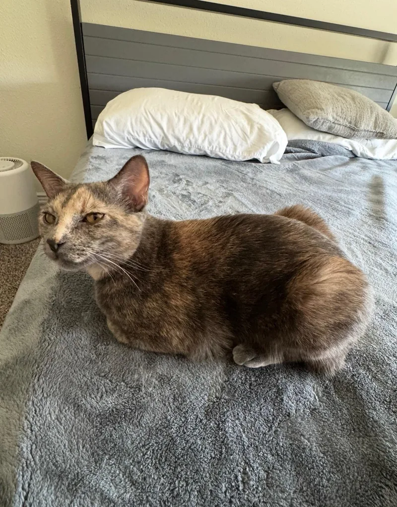 Willow