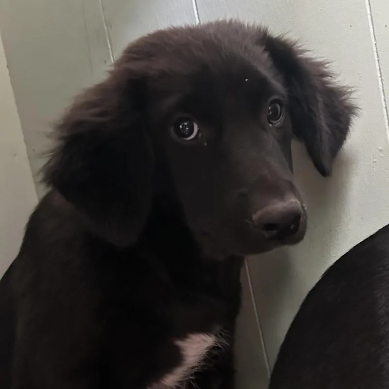 A baby small-sized male Black Australian Cattle Dog / Blue Heeler dog named Mordecai for adoption in West Point, MS
