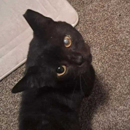 An adult medium-sized male Black Domestic Short Hair cat named Patchy for adoption in Medina, OH