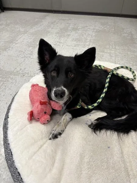 A senior medium-sized female Border Collie dog named Salem for adoption in Salt Lake City, UT