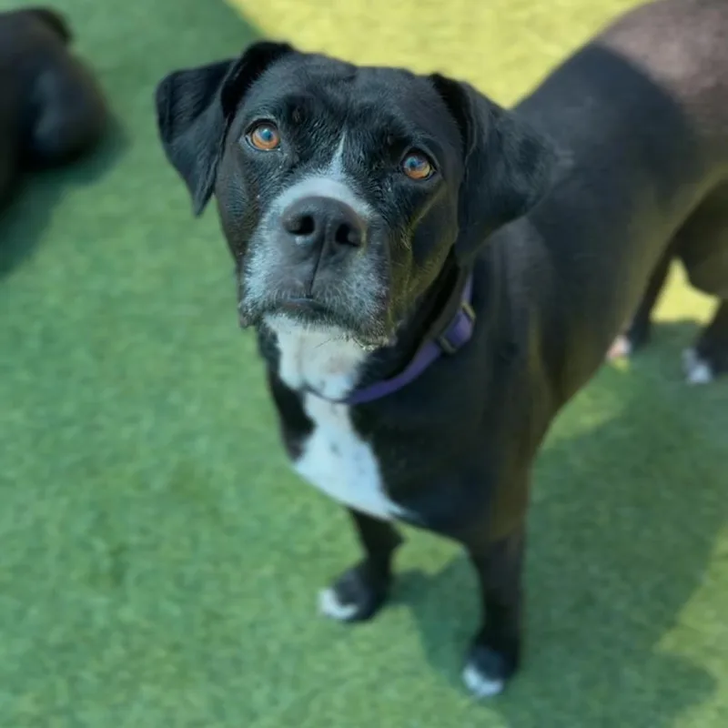 An adult medium-sized female Black Labrador Retriever dog named Nova for adoption in Mission Hills, CA