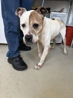 A senior medium-sized male Mixed Breed dog named A for adoption in Haw River, NC