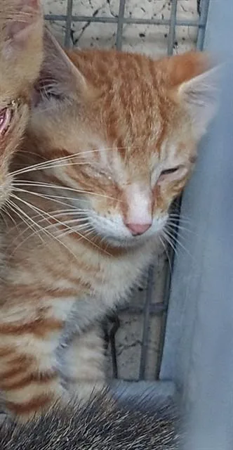 A baby small-sized male Domestic Short Hair cat named Remmy for adoption in Fort Lauderdale, FL
