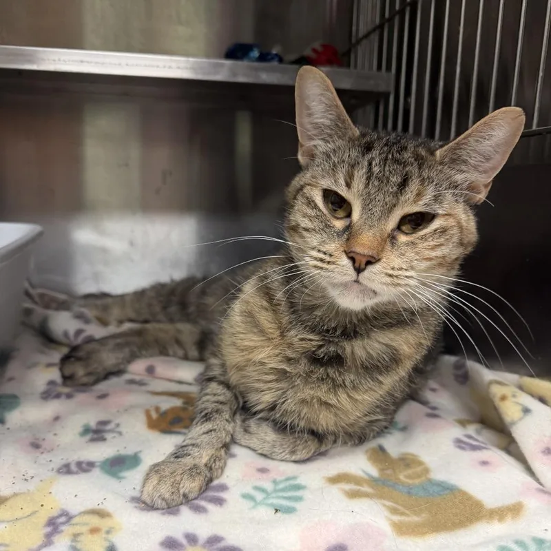 A young medium-sized female Brown / Chocolate Domestic Short Hair cat named Purrsephone for adoption in Richmond, IN