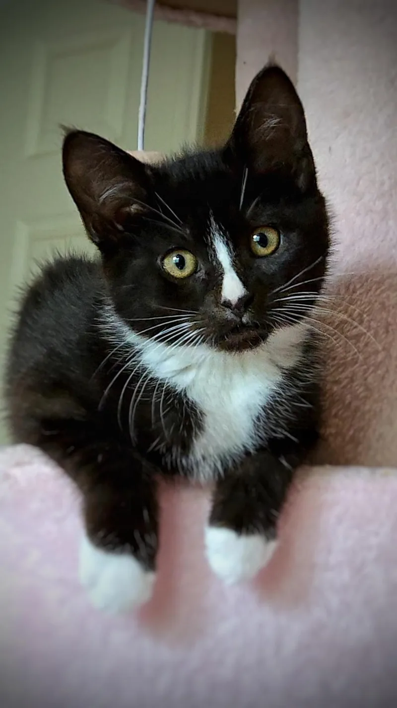A baby small-sized male Domestic Short Hair cat named Moo for adoption in BREINIGSVILLE, PA
