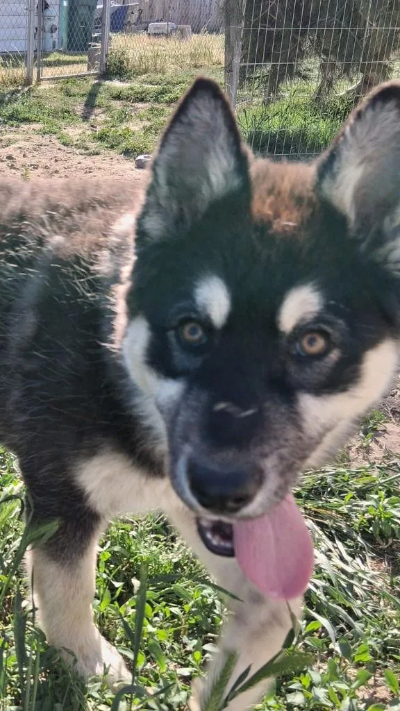 A baby large-sized female German Shepherd Dog dog named Bear for adoption in Modesto, CA