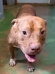An adult medium-sized male Terrier dog named Taco Supreme for adoption in Brookhaven, MS
