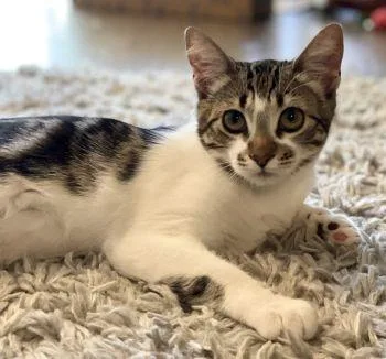 A young medium-sized female Domestic Short Hair cat named Parker for adoption in Davis, CA