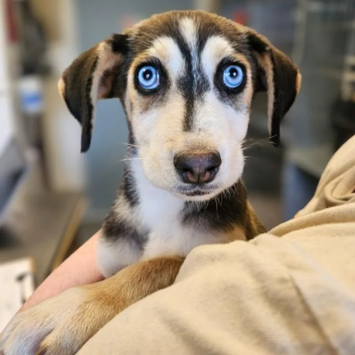 A baby small-sized male Husky dog named Frost for adoption in Barron, WI